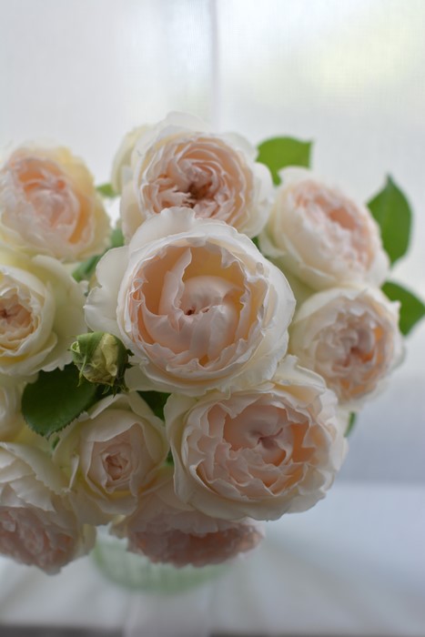 ���ߵ����ġۥХ��� �ߥ���ɥ��ե��� ���� 6��ȭ�����ʡ����ӿ建�� �ʼ���Ͽ�д���ϡ�Kb-RM��