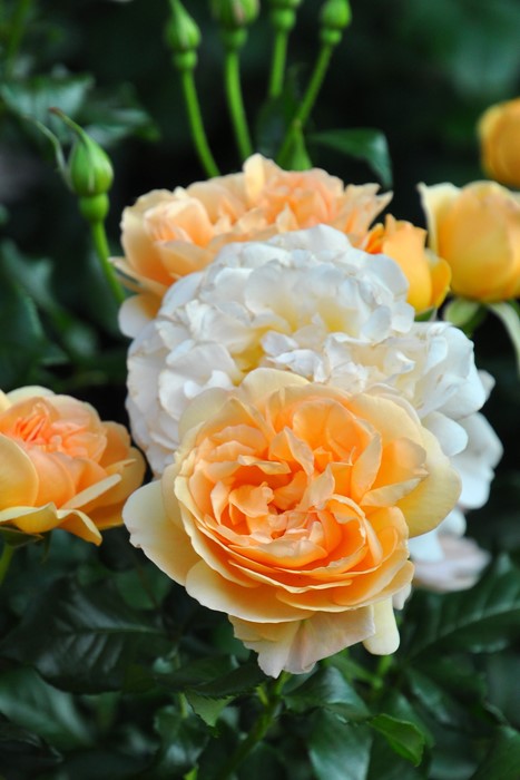 Хġġۥ󥲥ꥫ  6ȭʡηʼϡJB-YR