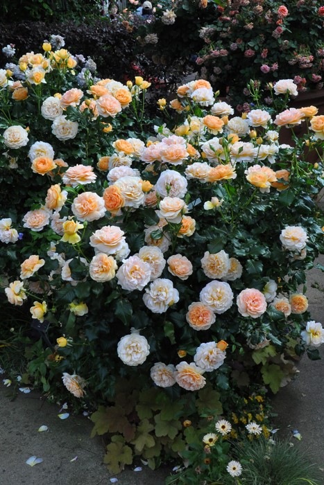 Хġġۥ󥲥ꥫ  6ȭʡηʼϡJB-YR