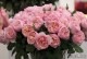 ġۥХ ץ󥻥졼̥ɥʥ  6ȭʡӿ建 ϿʼϡJ-IRM3