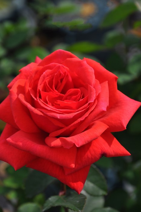 Хġġۥɥեȥܥ륱ڥե쥰ȥ饦ɡ  6ȭʡJ-HT10