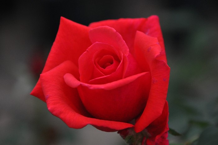 Хġġۥɥեȥܥ륱ڥե쥰ȥ饦ɡ  6ȭʡJ-HT10