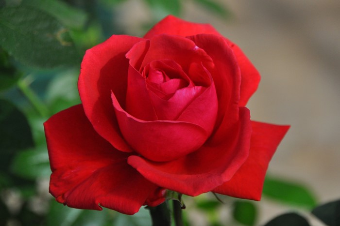 Хġġۥɥեȥܥ륱ڥե쥰ȥ饦ɡ  6ȭʡJ-HT10