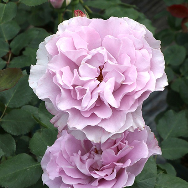 ���ߵ����ġۥХ��� ���󥸥��륹�ޥ��� ���� 6��ȭ�����ʡη����ʼ�ϡ�KMG-KMG�ա�0109�����