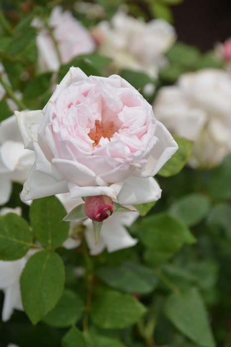 ġۥХ 她ƥ̥Υ量ڥۥ磻ȥե󥹡  6ȭʡJ-HT20