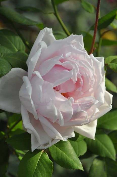 ġۥХ 她ƥ̥Υ量ڥۥ磻ȥե󥹡  6ȭʡJ-HT20