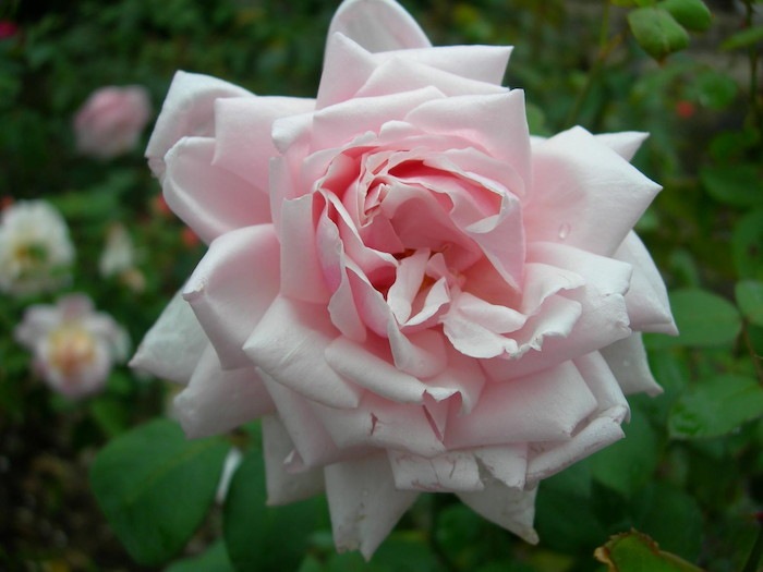 ġۥХ 她ƥ̥Υ量ڥۥ磻ȥե󥹡  6ȭʡJ-HT20