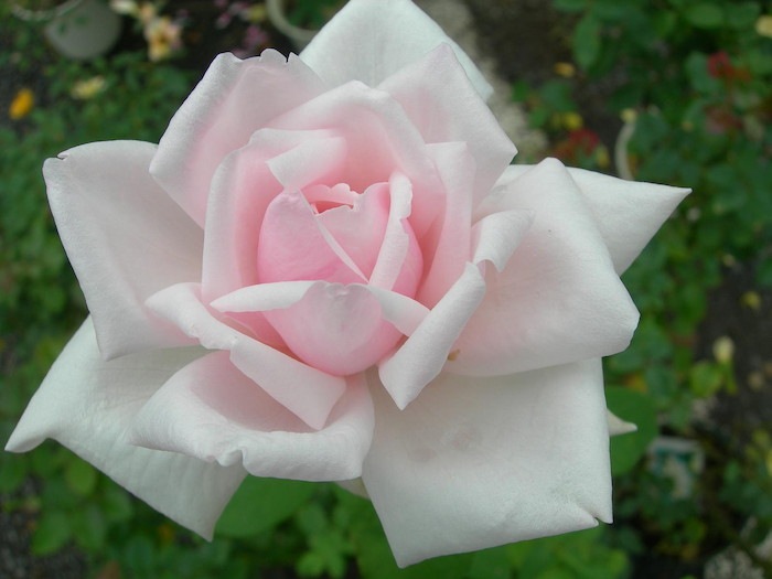 ġۥХ 她ƥ̥Υ量ڥۥ磻ȥե󥹡  6ȭʡJ-HT20