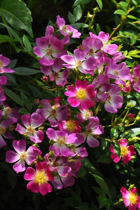 �����ġۥХ��� �����饢����졼 ���� 6��ȭ�����ʡ�J-CL20��