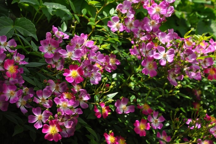 �����ġۥХ��� �����饢����졼 ���� 6��ȭ�����ʡ�J-CL20��