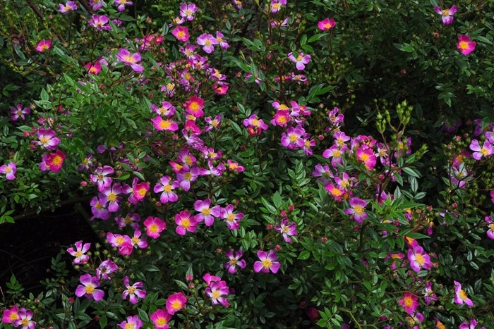 �����ġۥХ��� �����饢����졼 ���� 6��ȭ�����ʡ�J-CL20��