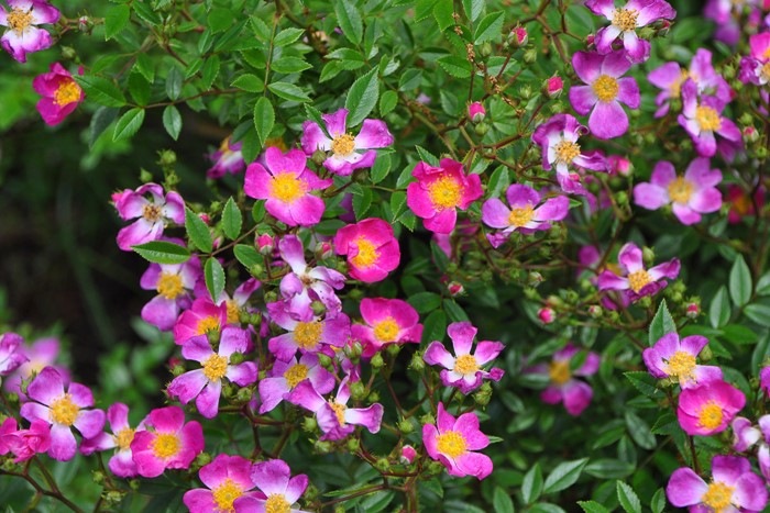 �����ġۥХ��� �����饢����졼 ���� 6��ȭ�����ʡ�J-CL20��