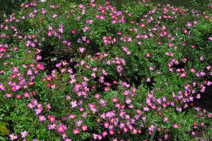 �����ġۥХ��� �����饢����졼 ���� 6��ȭ�����ʡ�J-CL20��