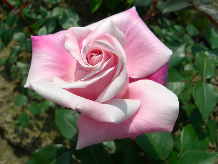 �Х��ġ�6�濷�ġۥޥ��ॢ��ȥ�̥ޥ꡼ ���� 6��ȭ�����ʡ�J-OB20��