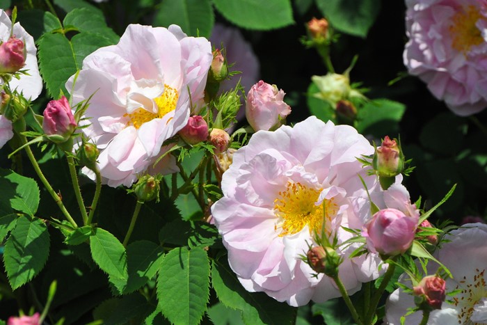 �Х��ġ����ġۥ��륷������ ���� 6��ȭ�����ʡ�J-OC20��