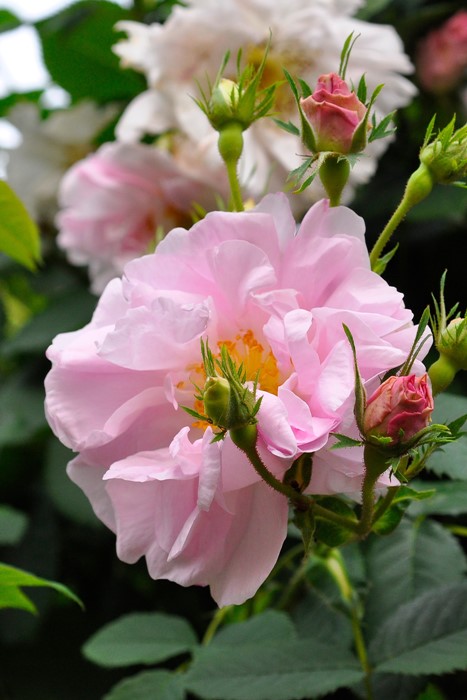 �Х��ġ����ġۥ��륷������ ���� 6��ȭ�����ʡ�J-OC20��