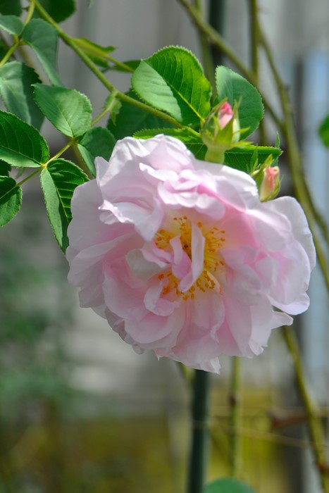 �Х��ġ����ġۥ��륷������ ���� 6��ȭ�����ʡ�J-OC20��