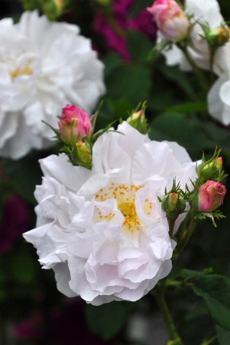 �Х��ġ����ġۥ��륷������ ���� 6��ȭ�����ʡ�J-OC20��