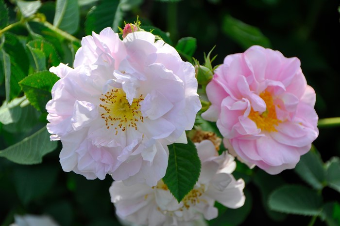 �Х��ġ����ġۥ��륷������ ���� 6��ȭ�����ʡ�J-OC20��