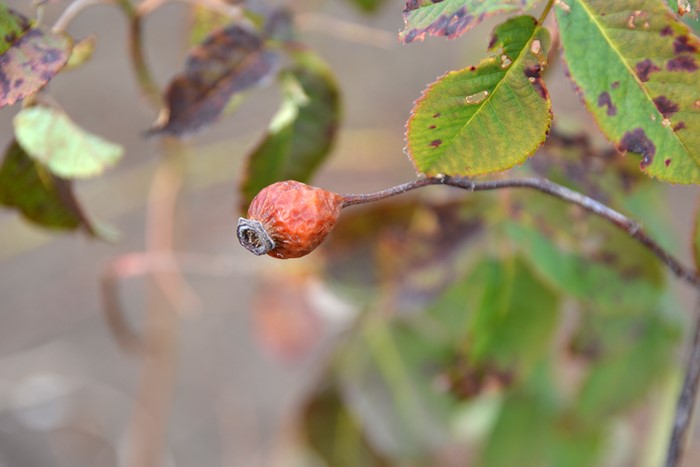 �Х��ġ����ġۥ��륷������ ���� 6��ȭ�����ʡ�J-OC20��