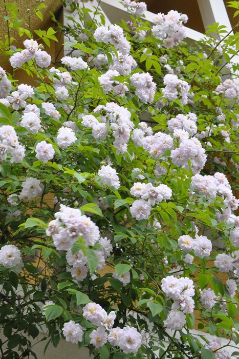 �����ġۥХ��� �ݡ��륺�ҥޥ���ॹ�� ���� 6��ȭ�����ʡ�J-OC15��