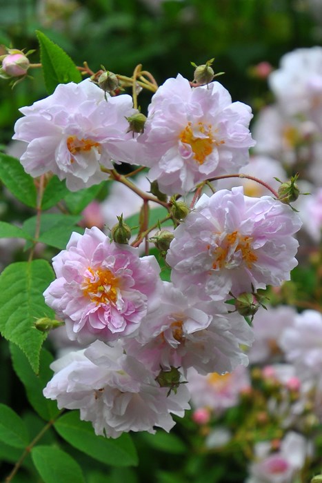 �����ġۥХ��� �ݡ��륺�ҥޥ���ॹ�� ���� 6��ȭ�����ʡ�J-OC15��