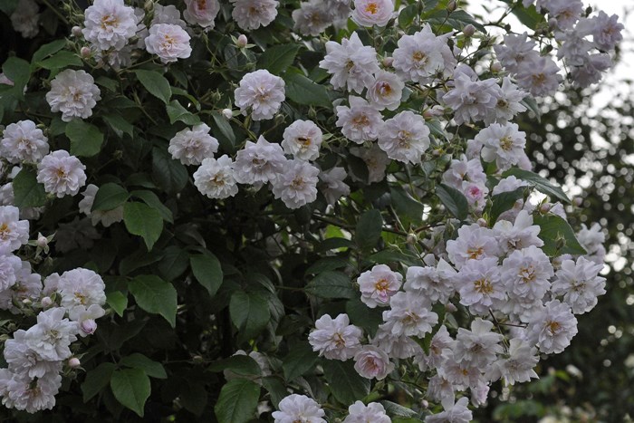 �����ġۥХ��� �ݡ��륺�ҥޥ���ॹ�� ���� 6��ȭ�����ʡ�J-OC15��