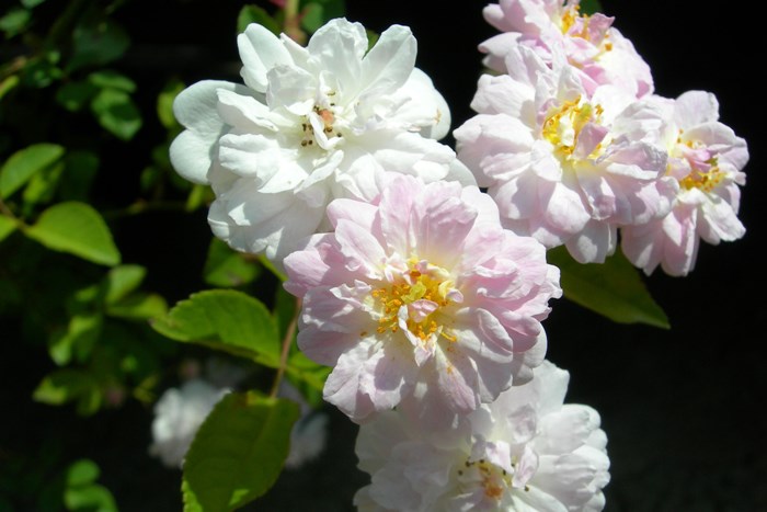 �����ġۥХ��� �ݡ��륺�ҥޥ���ॹ�� ���� 6��ȭ�����ʡ�J-OC15��