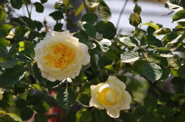 ���ߵ����ġۥХ��� ���ԥ륰��� ͢���� 7��ȭ�����ʡη����ʼ�ϡ�ER-Y��