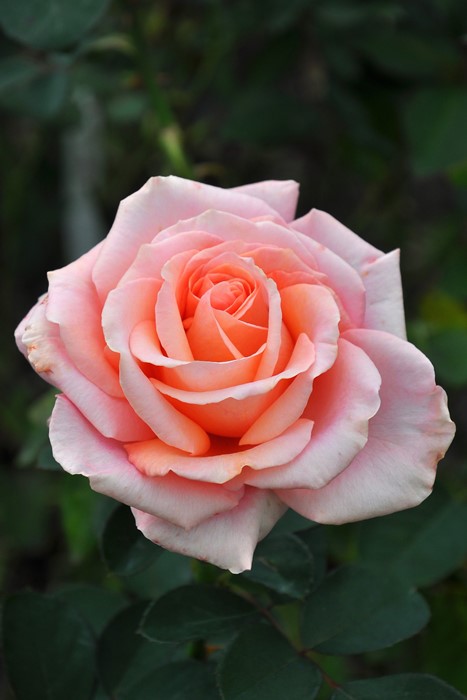 ڥ若ۡġۥХ 󥻥åȥ֥졼ڥ०å  6ȭʡJ-HT20 ָ