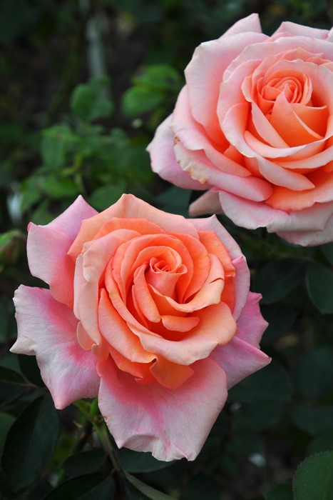 ڥ若ۡġۥХ 󥻥åȥ֥졼ڥ०å  6ȭʡJ-HT20 ָ