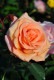 ڥ若ۡġۥХ 󥻥åȥ֥졼ڥ०å  6ȭʡJ-HT20 ָ