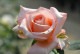ڥ若ۡġۥХ 󥻥åȥ֥졼ڥ०å  6ȭʡJ-HT20 ָ