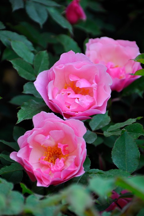 �����ġۥХ��� �꡼���������ɥ��饤�ޡ� ���� 6��ȭ�����ʡ�J-OC20��