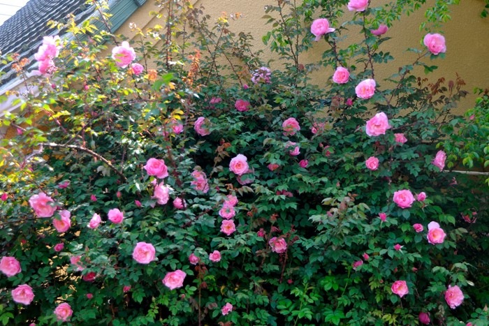 �����ġۥХ��� �꡼���������ɥ��饤�ޡ� ���� 6��ȭ�����ʡ�J-OC20��