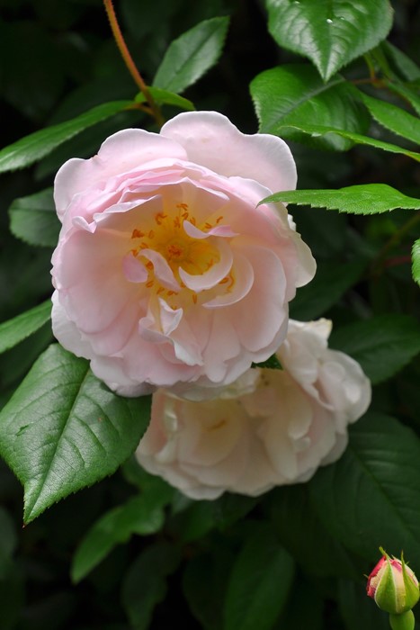 ġۥХ ǥ֥쥤 ͢ 7ȭʡӿ建 ϿʼϡER-Y