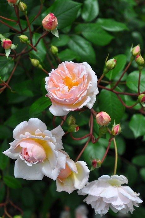 ġۥХ ǥ֥쥤 ͢ 7ȭʡӿ建 ϿʼϡER-Y