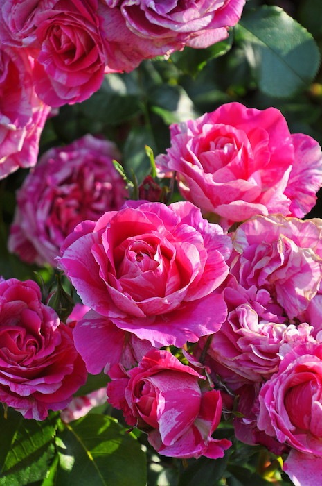 ���ߵ����ġۥХ��� �ե��ܥ���Хˡ��� ���� 6��ȭ�����ʡ����ӿ建�� ��Ͽ�ʼ�ϡ�J-IRM3�ա�1120�����