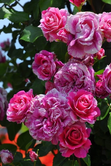 ���ߵ����ġۥХ��� �ե��ܥ���Хˡ��� ���� 6��ȭ�����ʡ����ӿ建�� ��Ͽ�ʼ�ϡ�J-IRM3�ա�1120�����