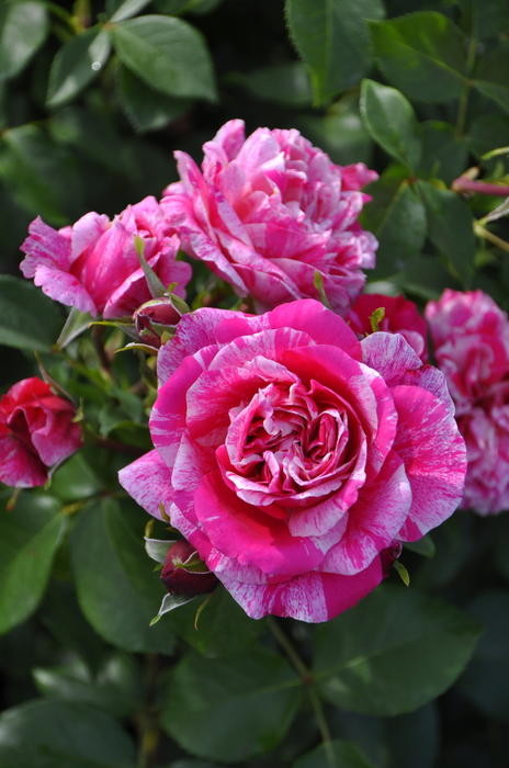 ���ߵ����ġۥХ��� �ե��ܥ���Хˡ��� ���� 6��ȭ�����ʡ����ӿ建�� ��Ͽ�ʼ�ϡ�J-IRM3�ա�1120�����