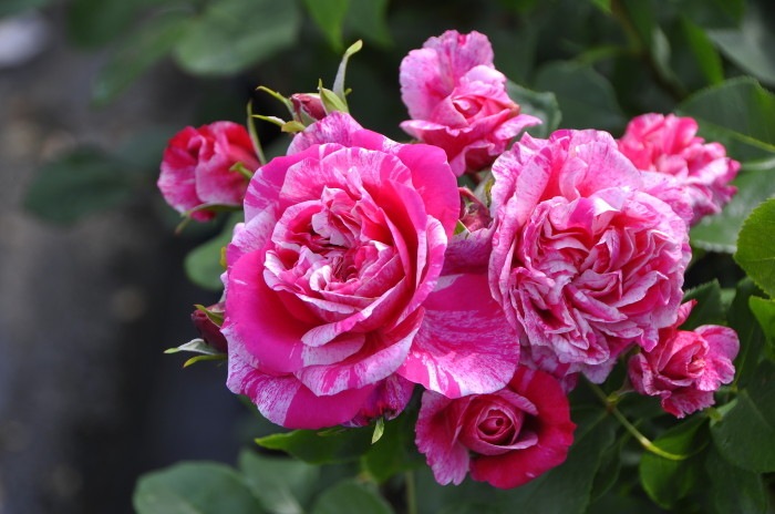 ���ߵ����ġۥХ��� �ե��ܥ���Хˡ��� ���� 6��ȭ�����ʡ����ӿ建�� ��Ͽ�ʼ�ϡ�J-IRM3�ա�1120�����