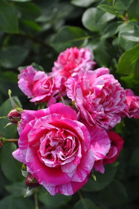 ���ߵ����ġۥХ��� �ե��ܥ���Хˡ��� ���� 6��ȭ�����ʡ����ӿ建�� ��Ͽ�ʼ�ϡ�J-IRM3�ա�1120�����