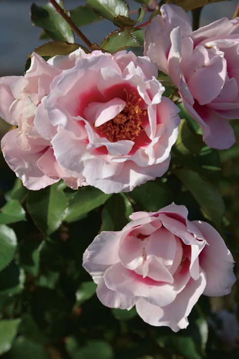 Хġġۤ  6ȭʡӿ建 ʼϿдϡJ-RP