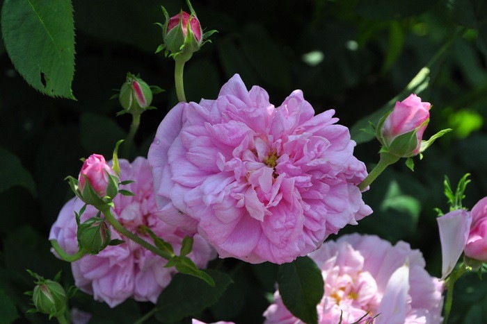 �����ġۥХ��� �����ѥϥ� ���� 6��ȭ�����ʡ�J-OC20��