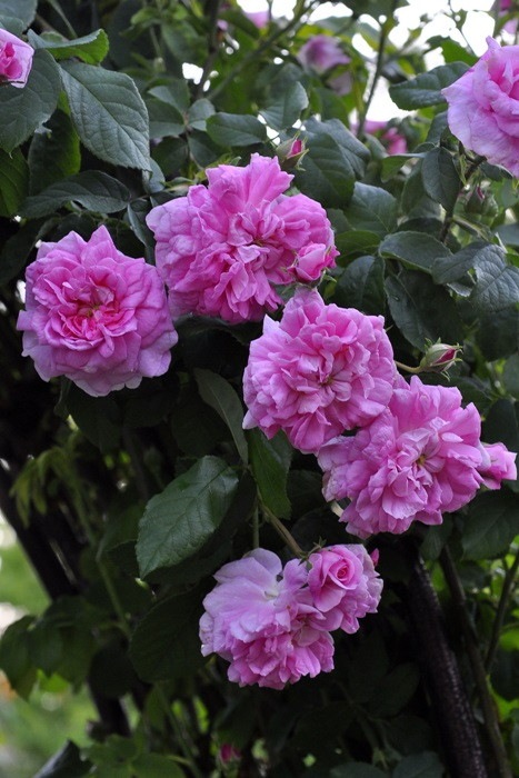 �����ġۥХ��� �����ѥϥ� ���� 6��ȭ�����ʡ�J-OC20��