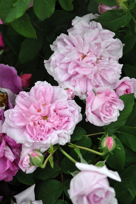 �����ġۥХ��� �����ѥϥ� ���� 6��ȭ�����ʡ�J-OC20��