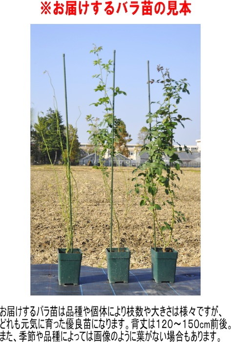 �����ġۥХ��� �����ѥϥ� ���� 6��ȭ�����ʡ�J-OC20��