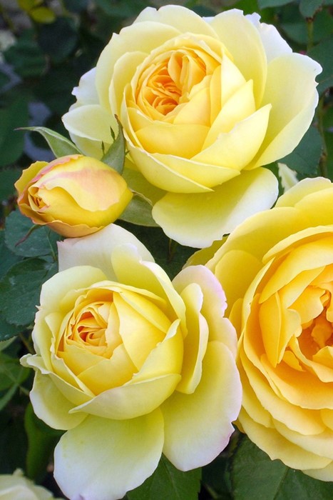 ���ߵ����ġۥХ��� �������ɡ��� ���� 6��ȭ�����ʡη����ʼ�ϡ�Han-DEL��