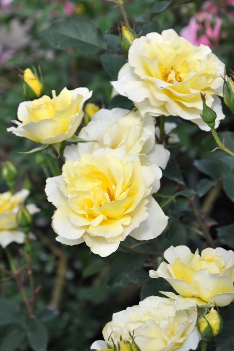 ���ߵ����ġۥХ��� �������ɡ��� ���� 6��ȭ�����ʡη����ʼ�ϡ�Han-DEL��