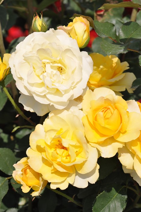 ���ߵ����ġۥХ��� �������ɡ��� ���� 6��ȭ�����ʡη����ʼ�ϡ�Han-DEL��